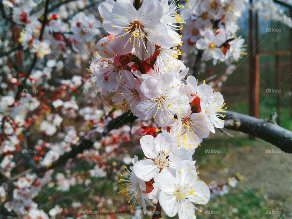 apricot bloom in the city of Kiev