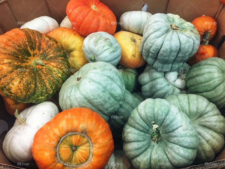Pumpkins of all shapes and sizes ready to be displayed as decoration or to be devoured in fall recipes 
