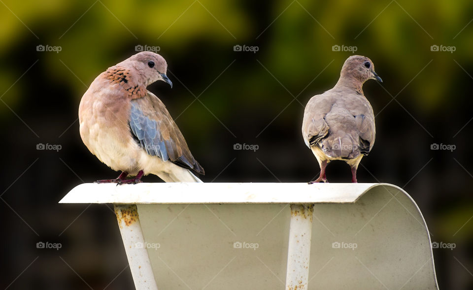 Stock Doves, Peek-A-Boo.