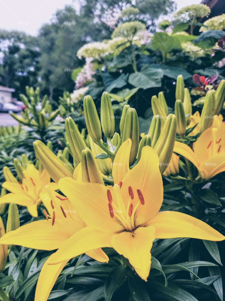 Retro yellow lilies in summer sunshine