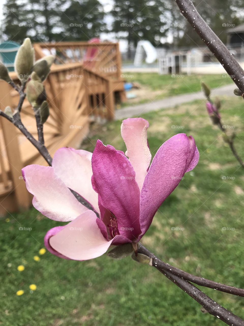 Magnolia 