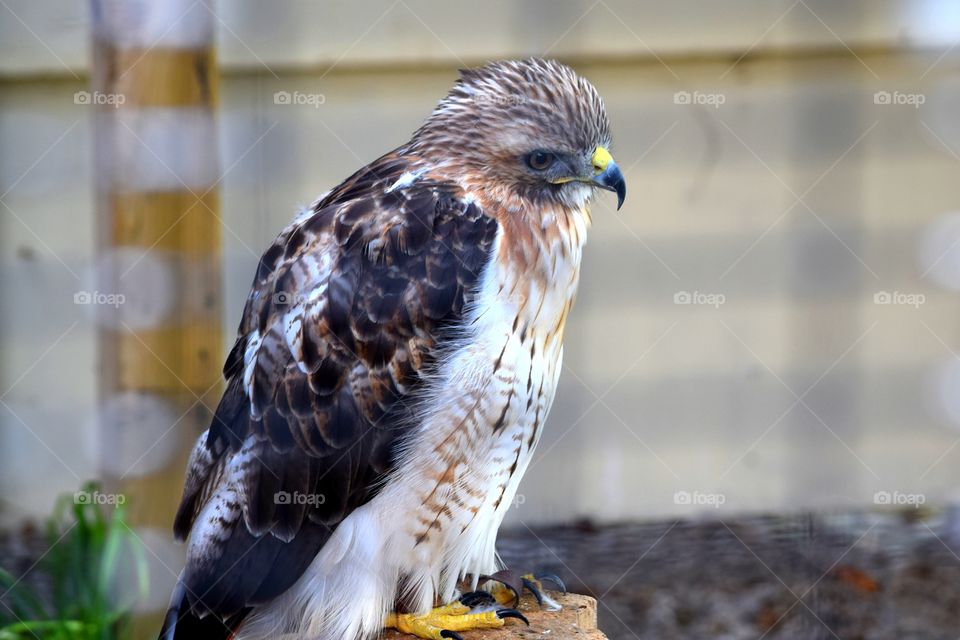red-shouldered hawk