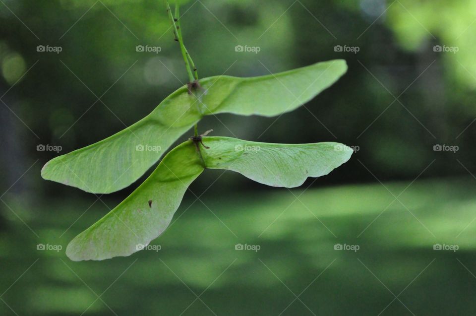 Close-up of green leaf