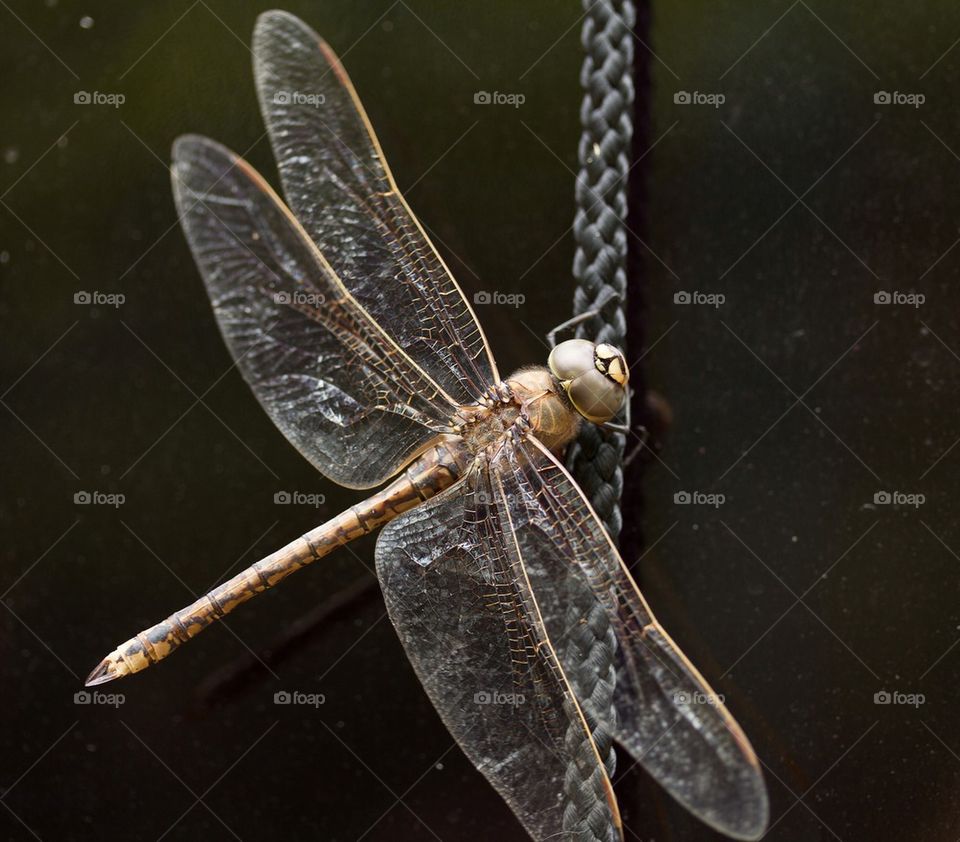 Macro Dragon Fly