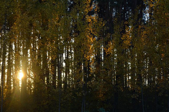 forest trees beautiful landscape in the sunset background