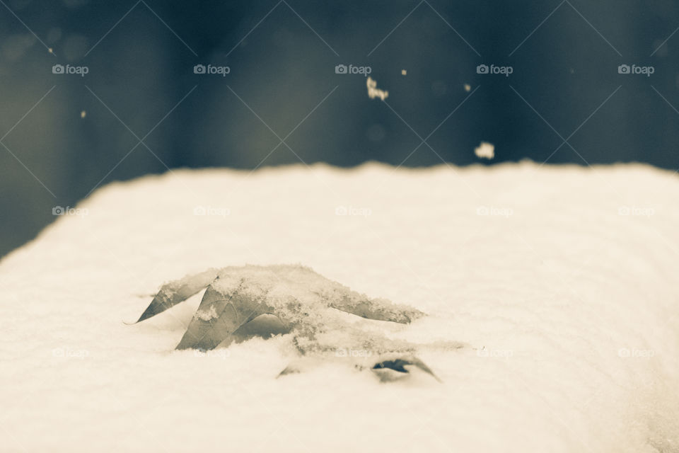 Fallen leaf on snow