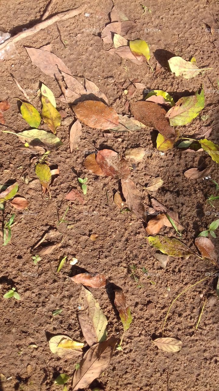dry leaves in compound..