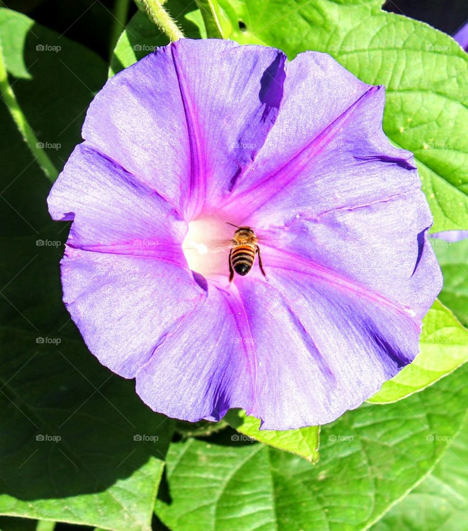 Flower, Nature, Flora, Leaf, Floral