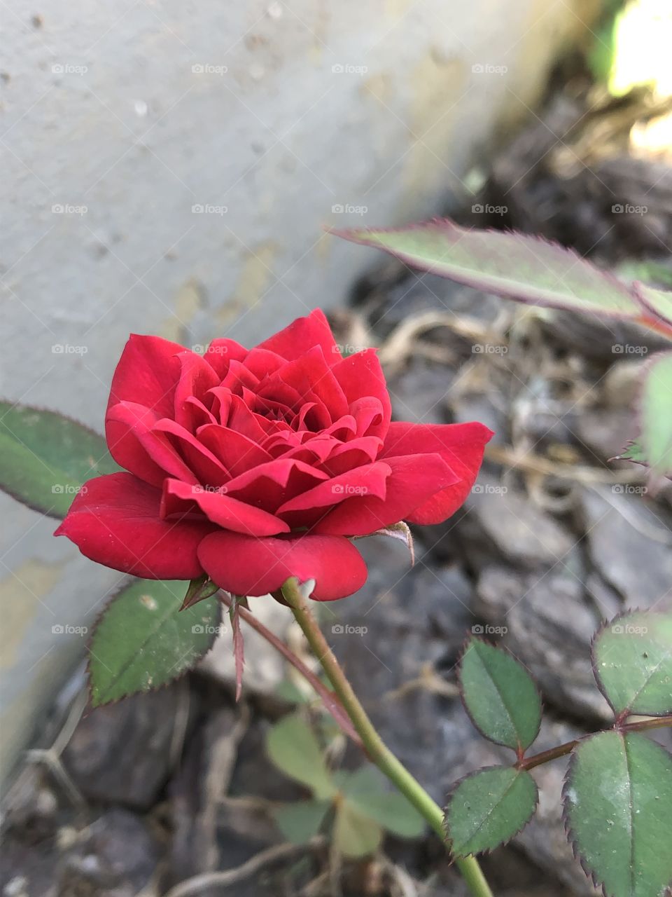 Rosa vermelha de perto