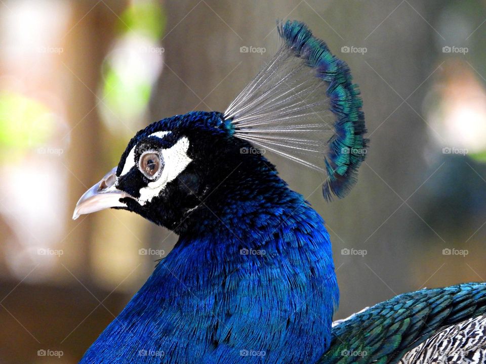 Unusual sus-pets - a beautifully colored peacock shows off its Crest, crown, and upper and lower mandible 