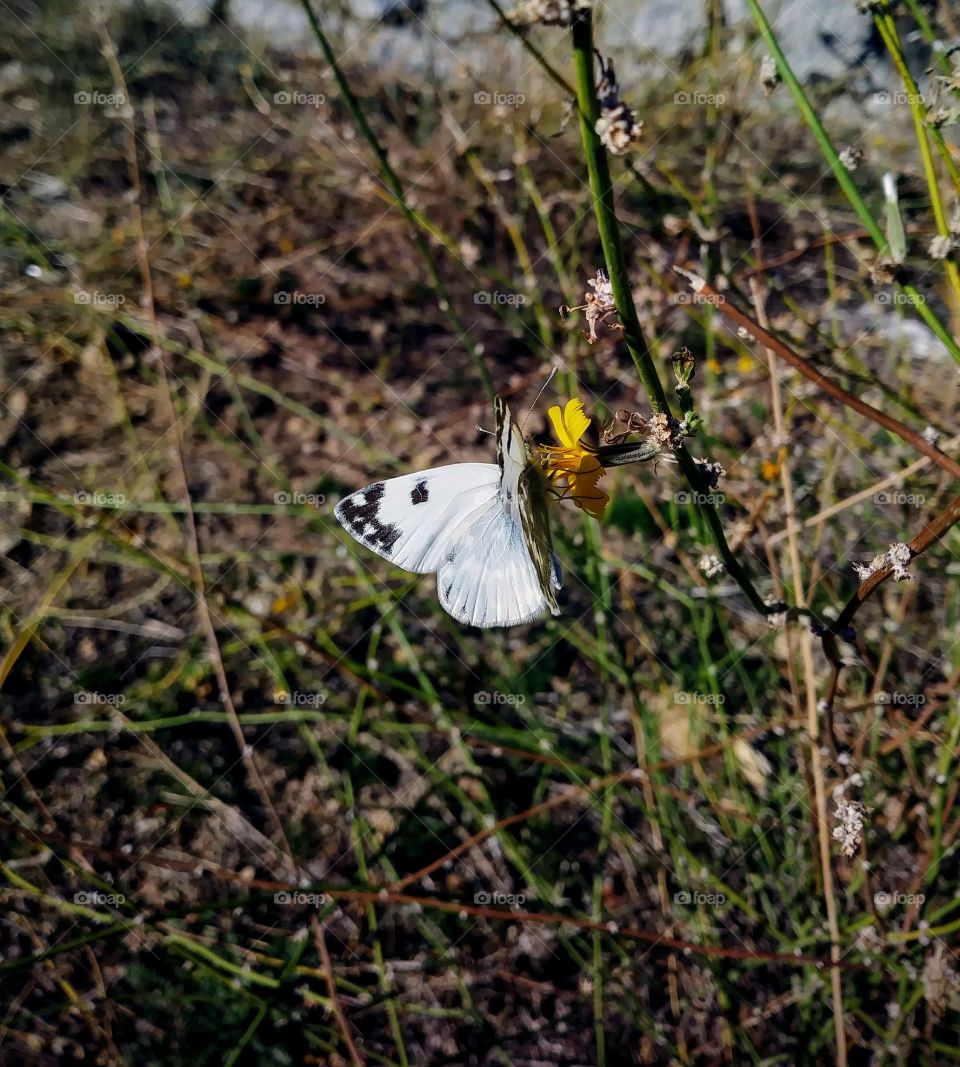 Pequeña chupadora de ser de la primavera.