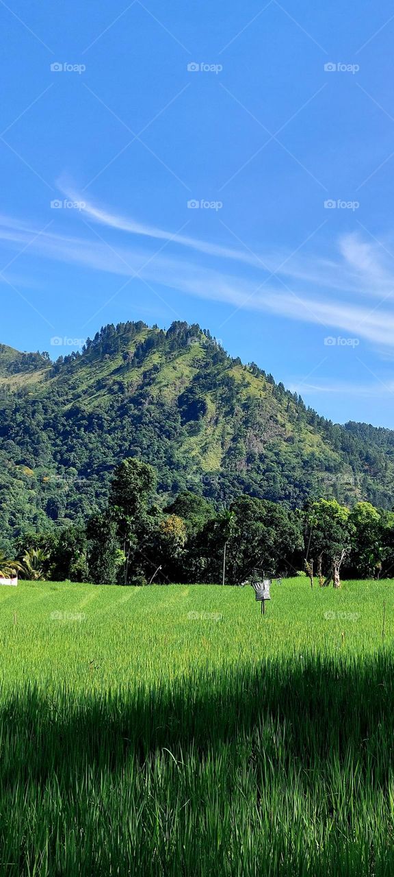 Impressive Landscape of paddy field near mountain