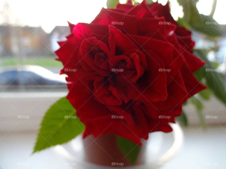 red rose in a pot