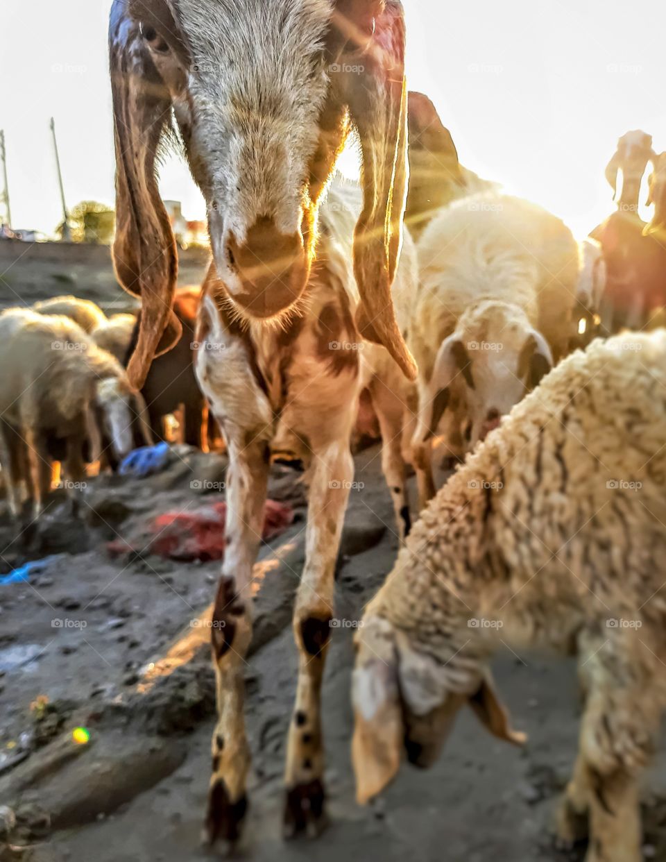 Close-up of a goat under the beautiful sunset.