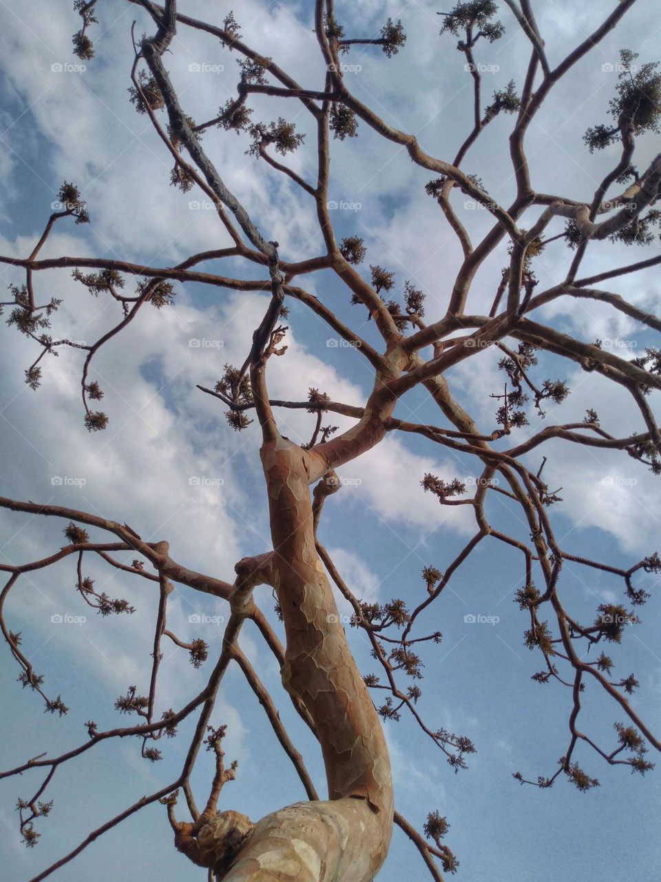 A beautiful 🌲 without leafs 🍂 but wearing beautiful flowers 🌸 on their trunks.