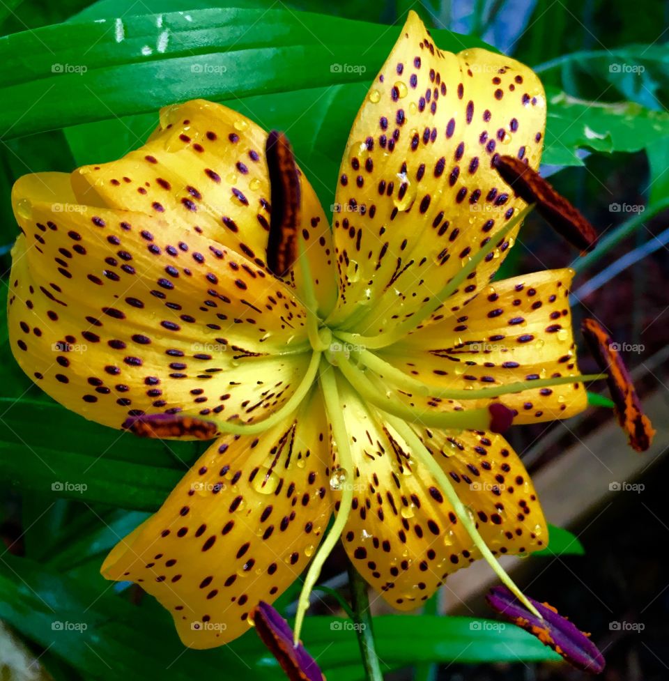 Lovely Lily