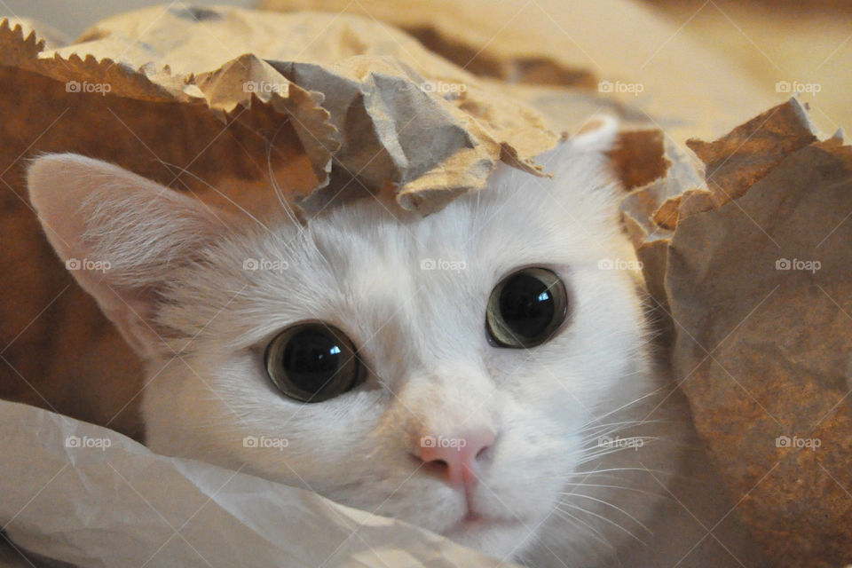 White cat with big eyes and pink nose peeking out of a brown paper bag