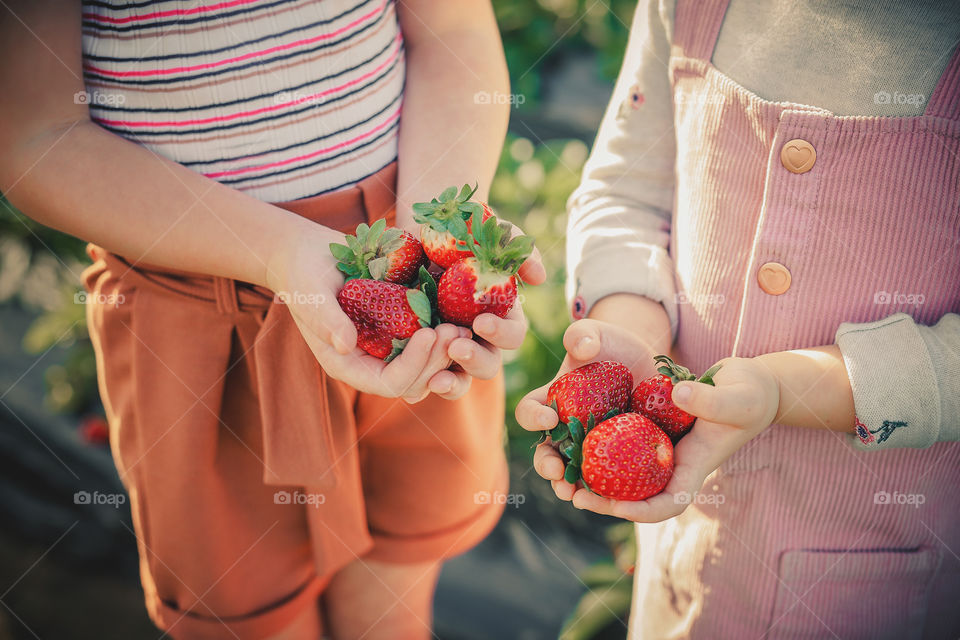 Strawberries in girls hands