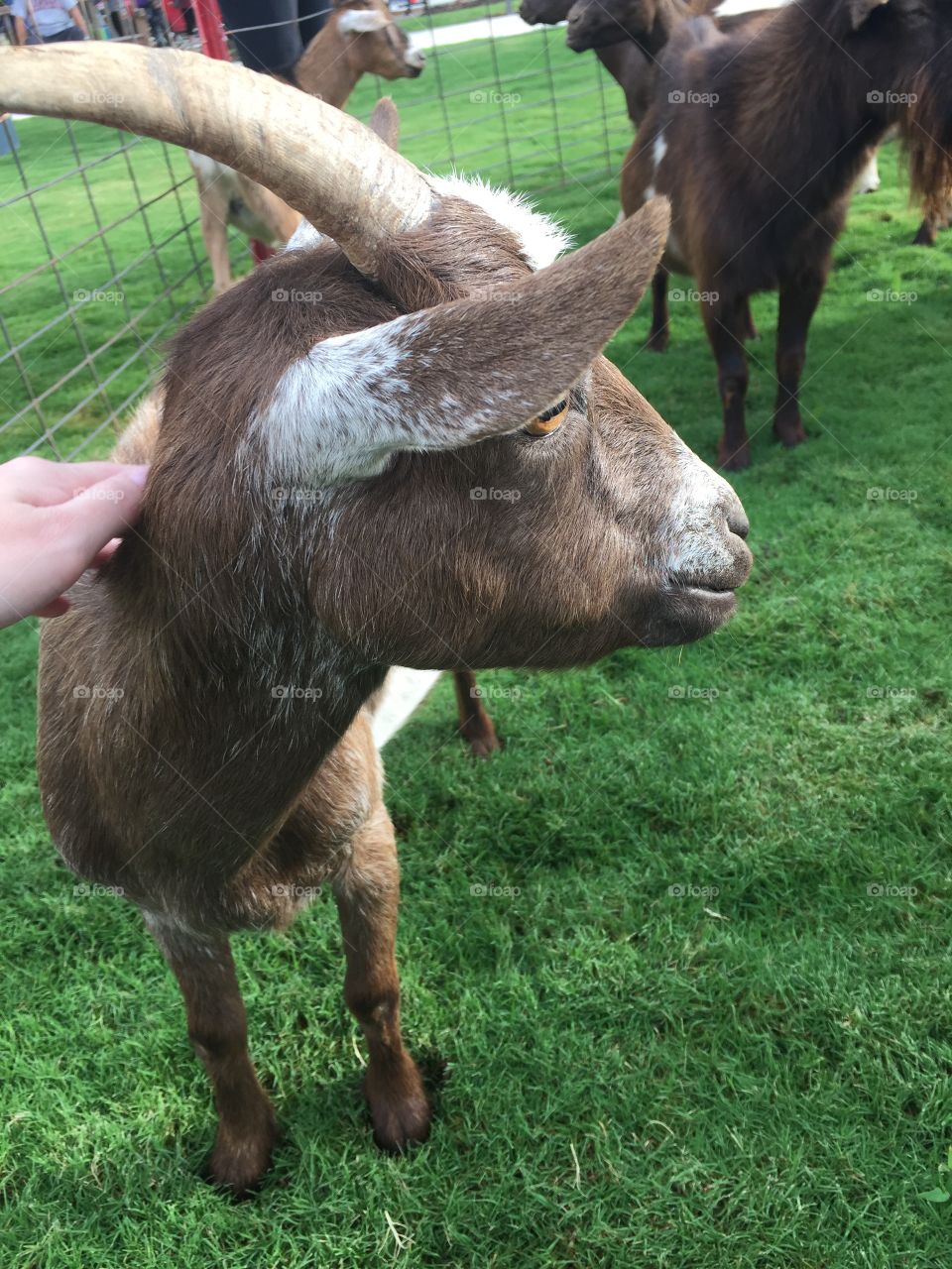 I went to a “yoga with goats” event hosted by Billy Goat Ice Cream in OKC