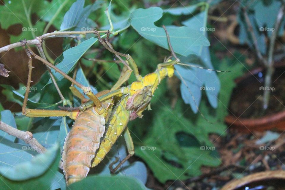 Malaysian stick bugs