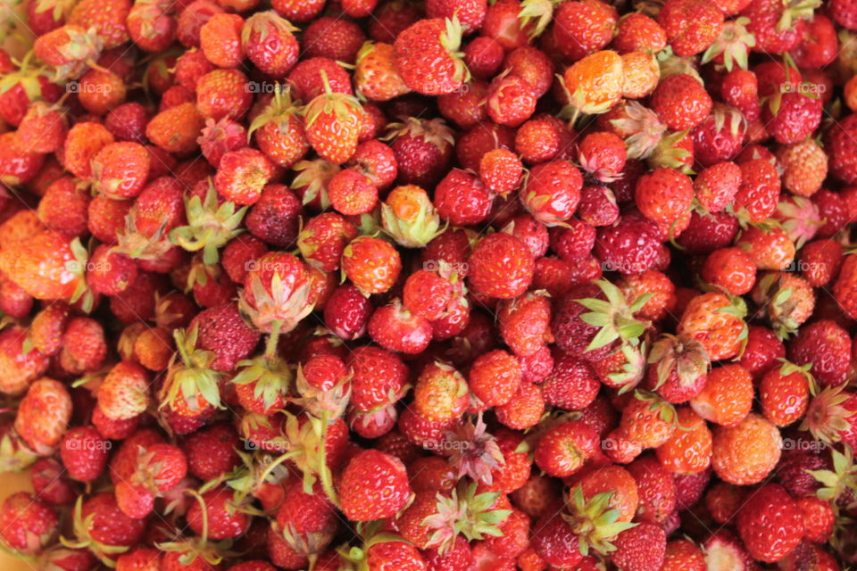 Lingonberries, strawberries, berries, fresh berries, a carpet of berries, dried berries, a branch, on a bush,