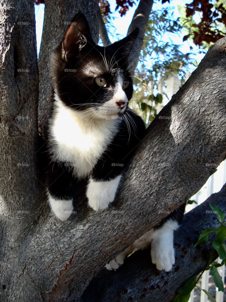 Cat in tree