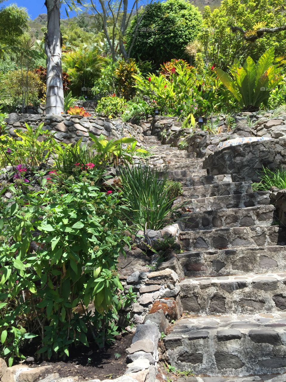 Stairway to tropical heaven. Many many steps to climb to get to the house where we stayed in Guatemala 