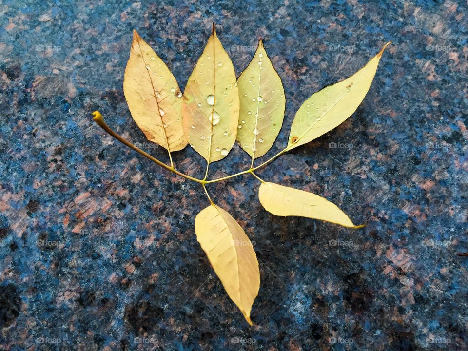 Fallen Yellow Leaves