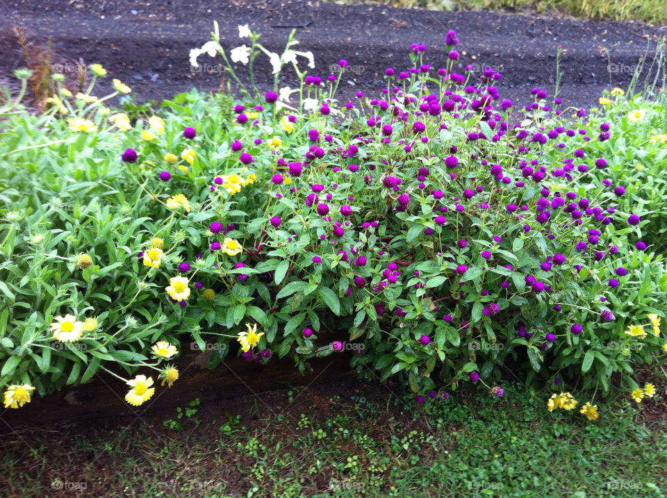 flowers yellow purple wildflowers by dixieyankee