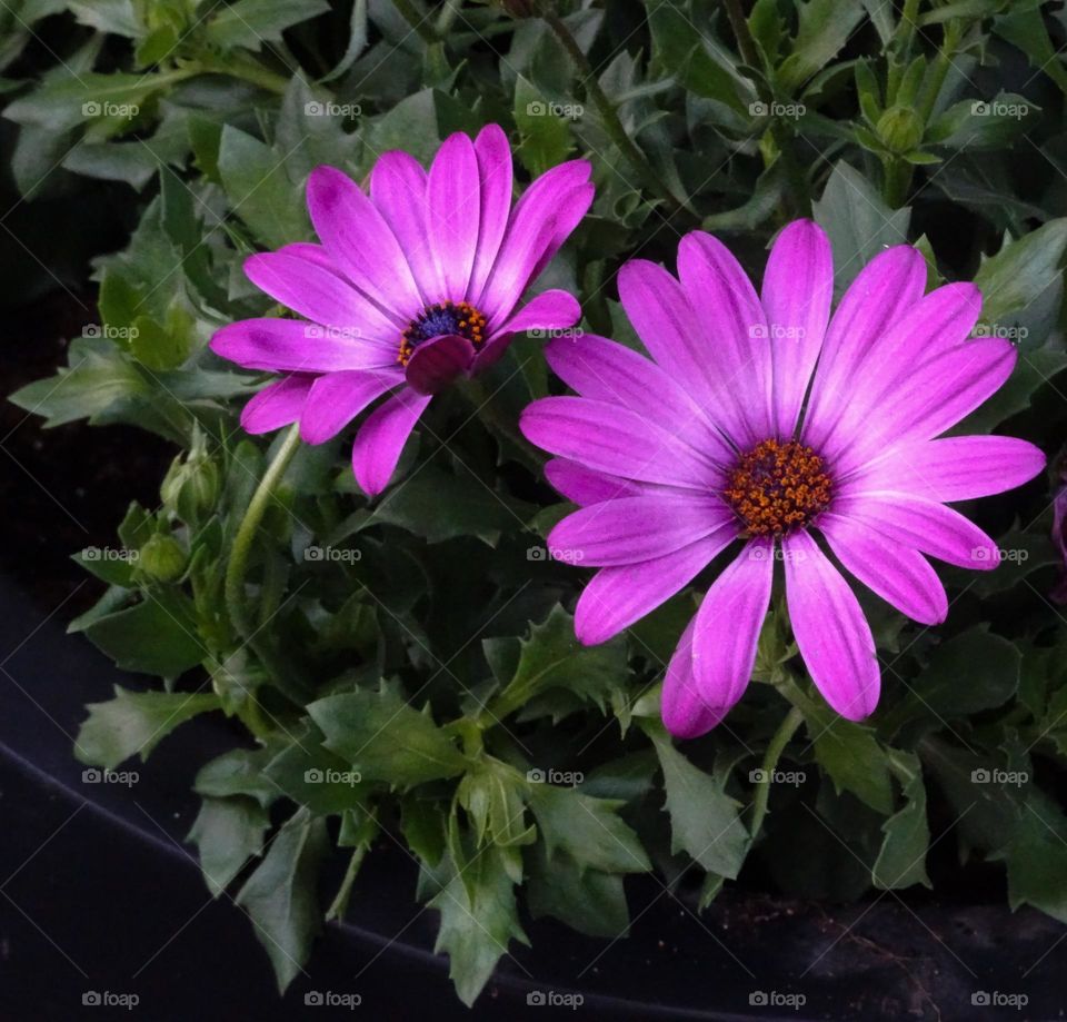 Two flowers of cape marguerite 