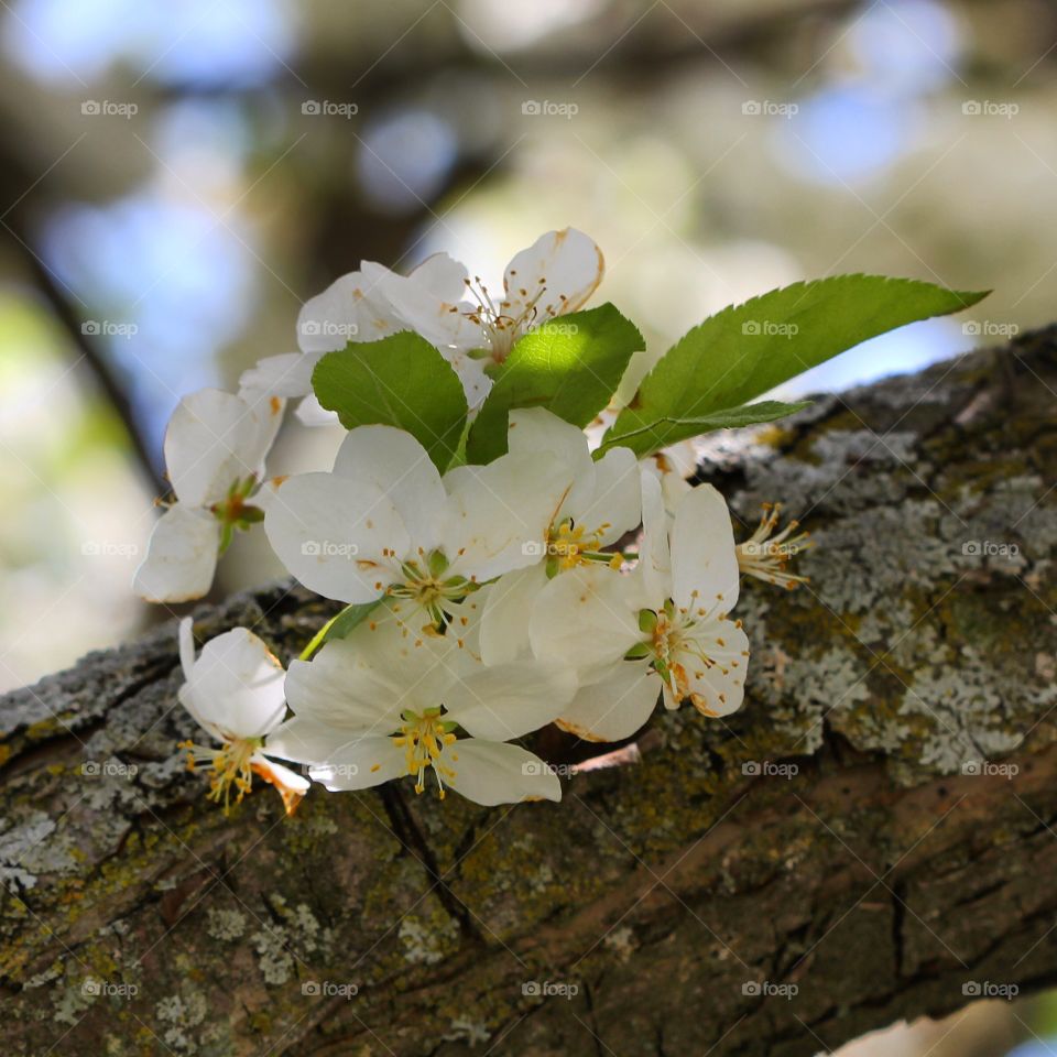 Close-up of white flowers