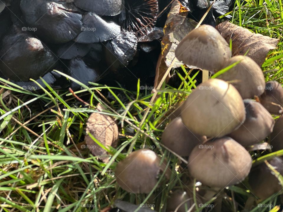 Mushrooms#nature