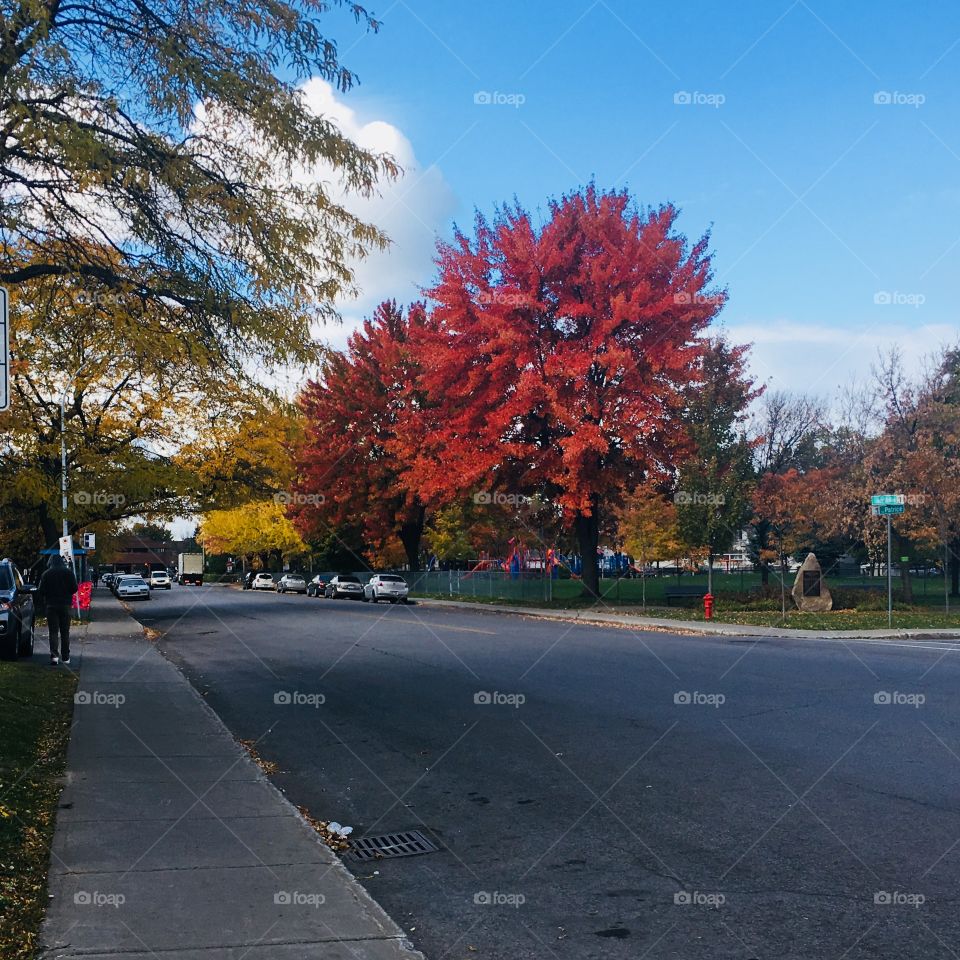 Autumn Tree 03-Octobre 22 2018- Montreal, Quebec, Canada