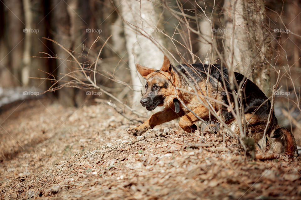 German shepherd 7-th months old puppy in a spring forest at sunny day