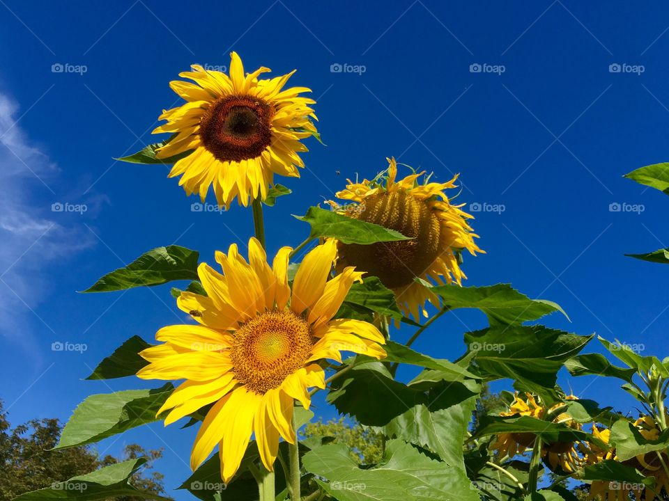 Sunflower