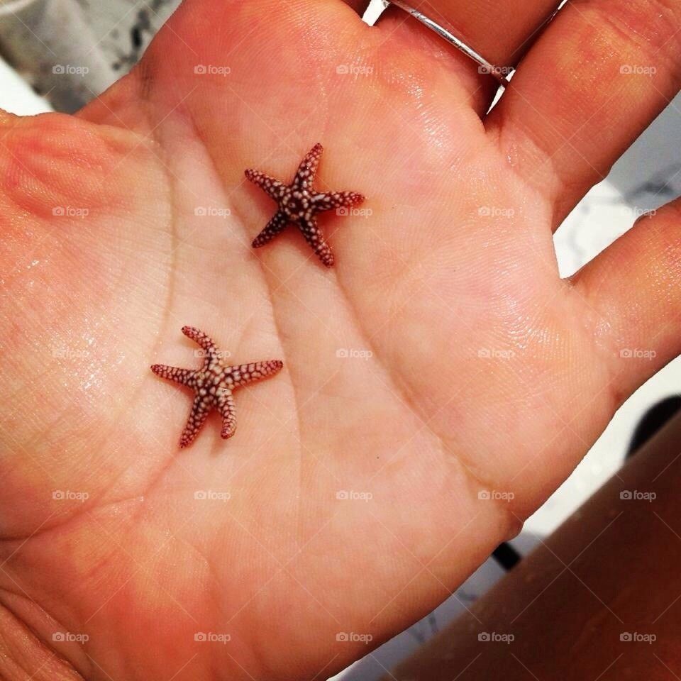 Starfish 