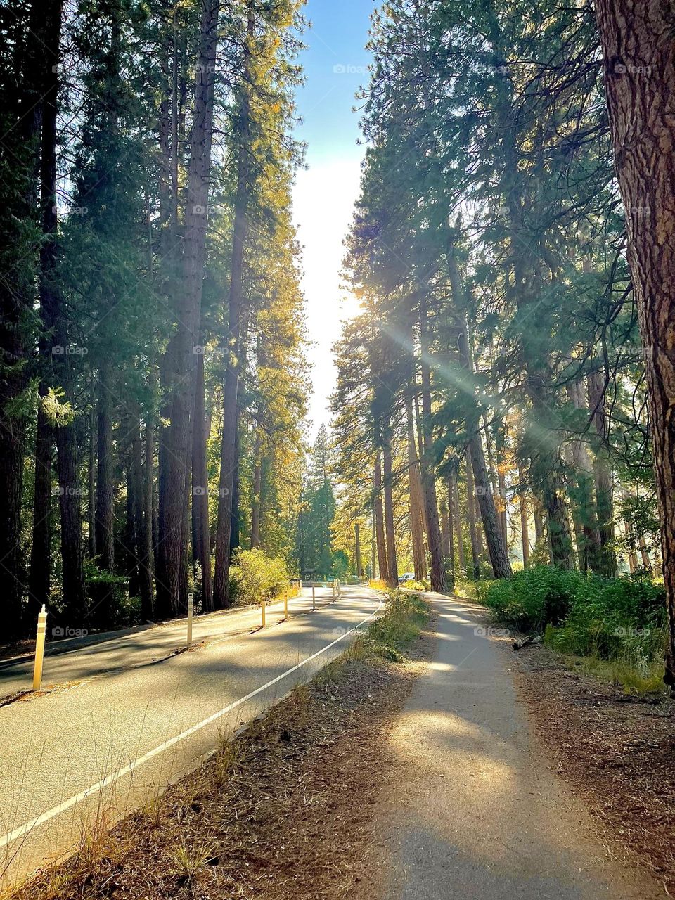 beautiful view going to lower yosemite falls