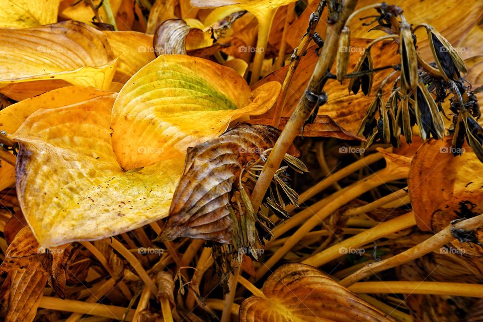 Yellowing Hosta