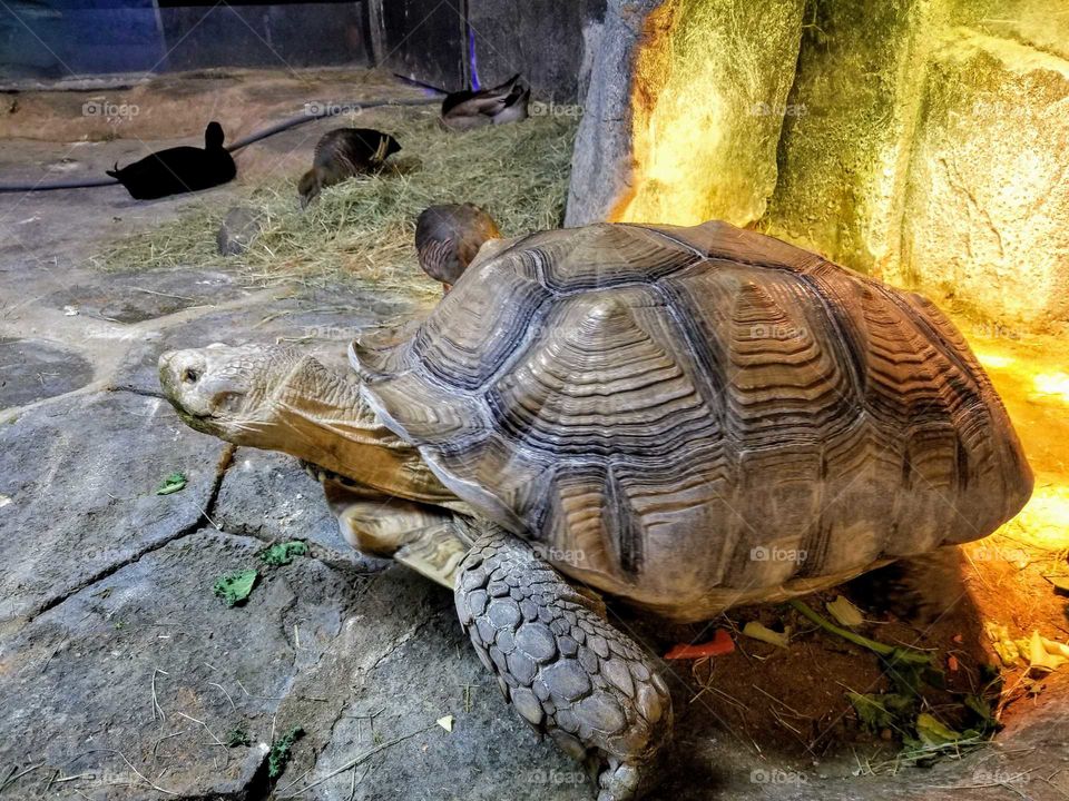 Giant tortoise at Austin Aquarium walks away from camera.