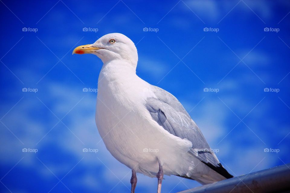 Seagull watching and relaxing.