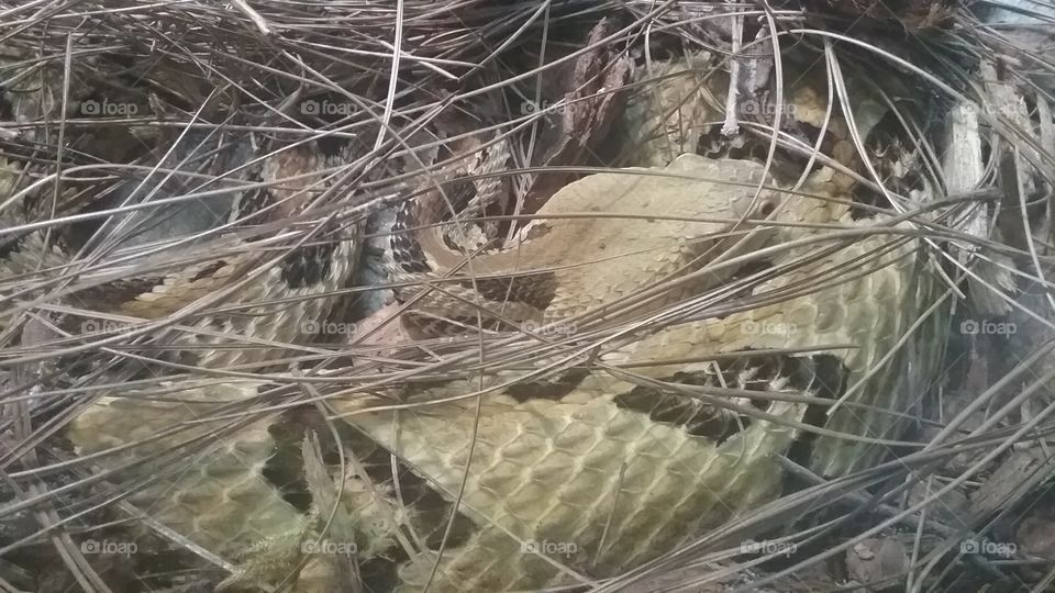 Rattle Snake in Desguise