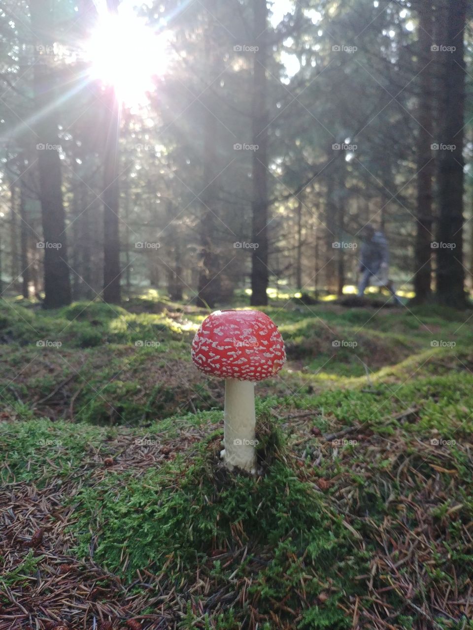 Pilz Fliegenpilz wald Mushroom forest autumn moss moos sun sonne licht