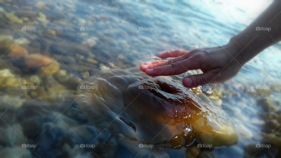 Jellyfish