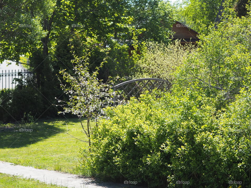 Garden. Meadow. Cherry tree