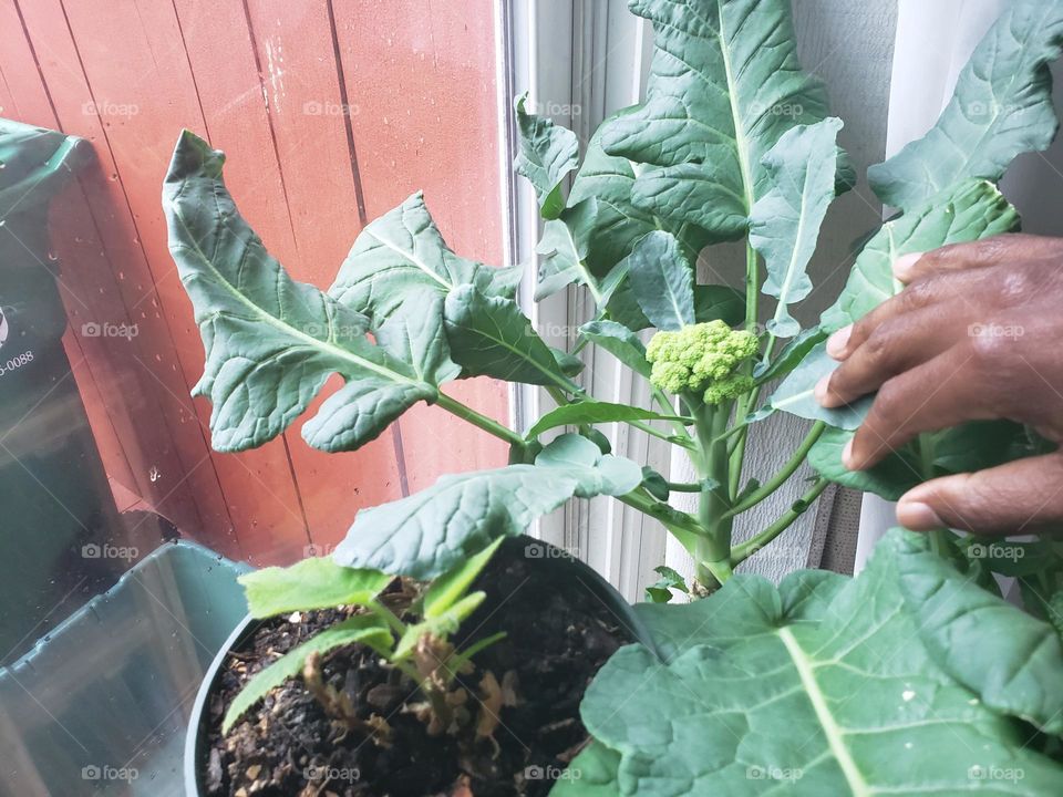 Growing Broccoli and KiWi Fruit Indoors during the winter season