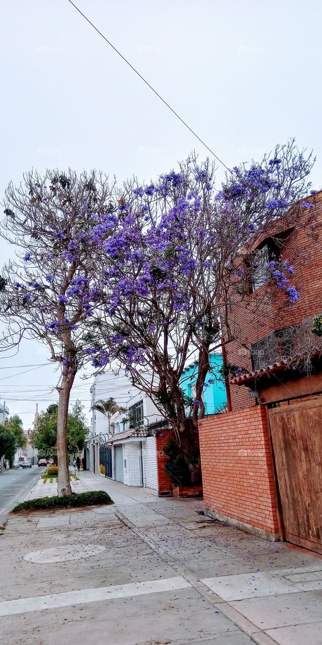 Singular and beautiful