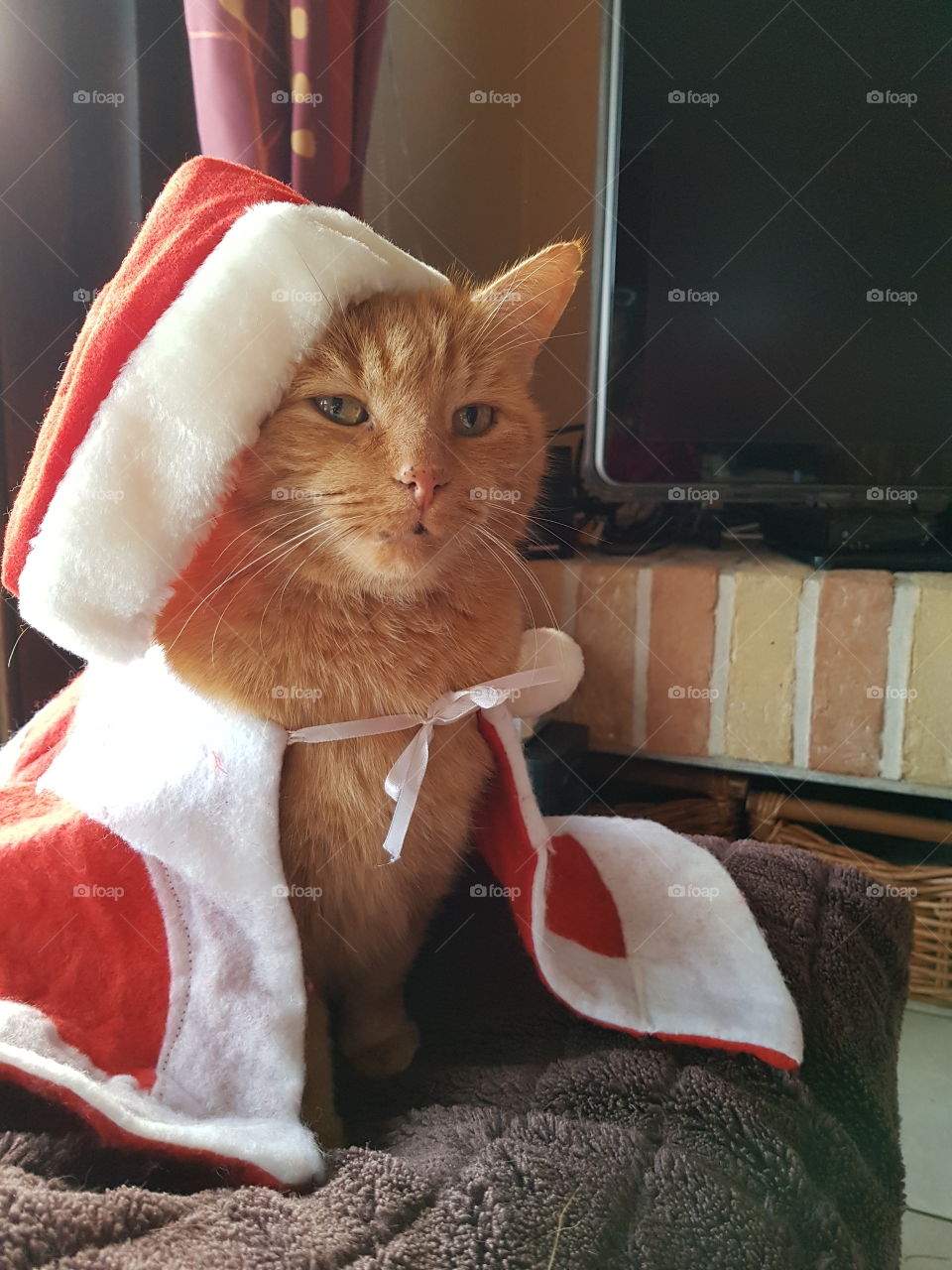 christmas hat cape cat