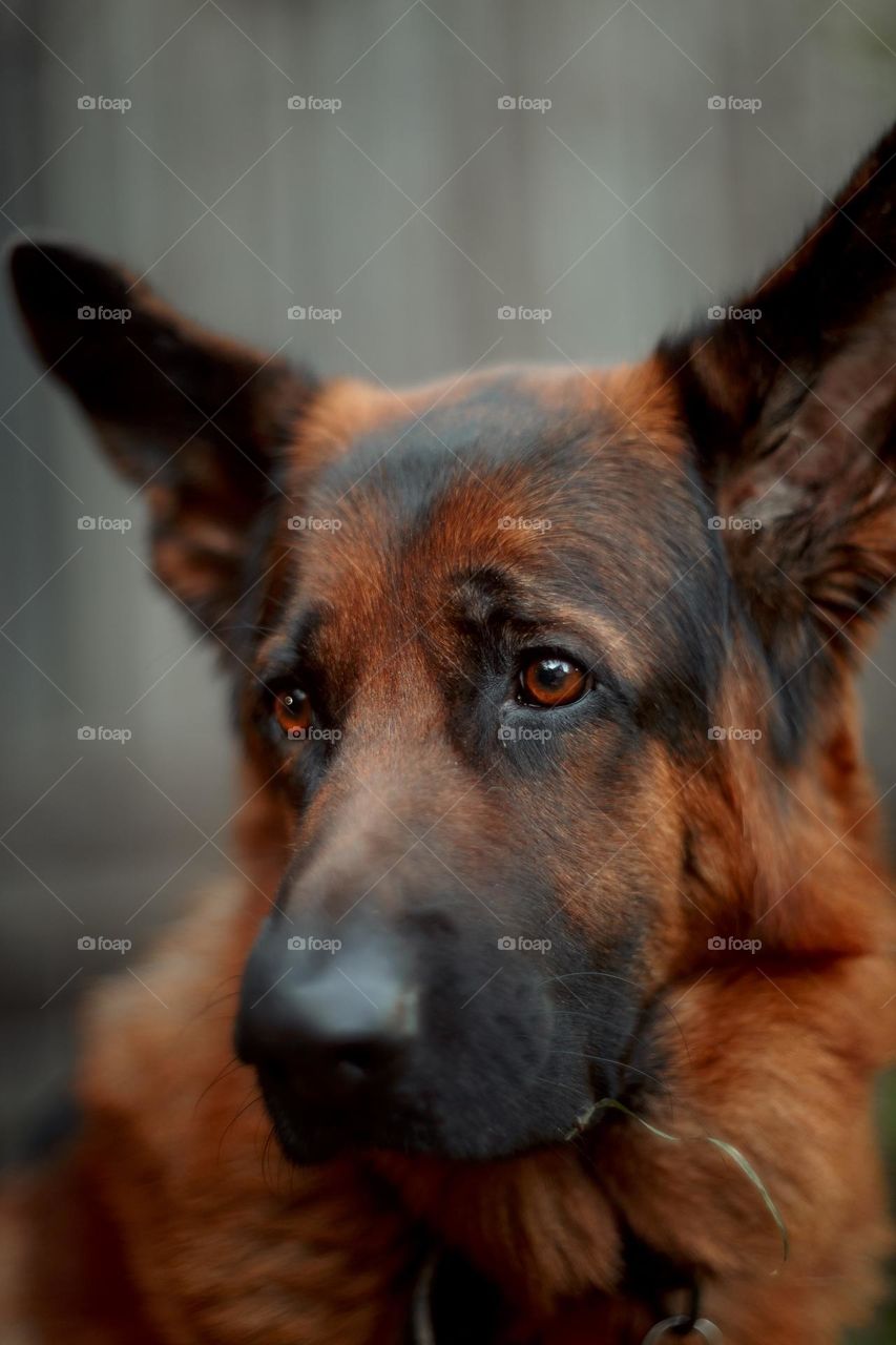 German shepherd dog outdoor portrait