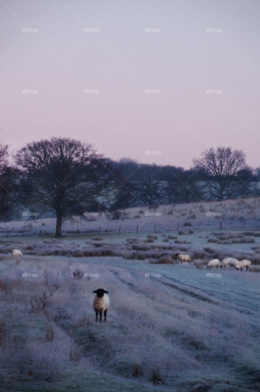 A landscape nature photograph. Taken on a winter morning. Capturing sheep grazing in a field. 