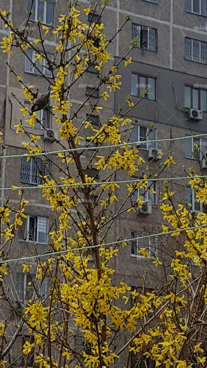 bird on a tree with yellow flowers